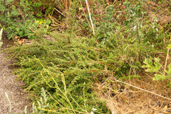 Cotoneaster integrifolius