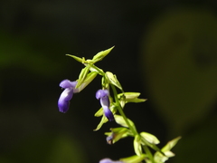 Salvia caudata