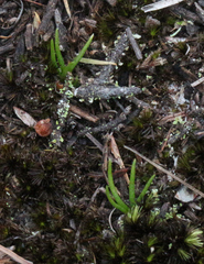 Phylloglossum drummondii
