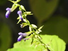 Salvia caudata