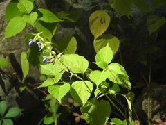 Salvia caudata