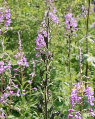Aconitum leucostomum