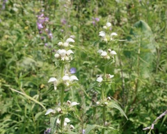 Lamium turkestanicum