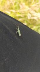 Megaloceroea recticornis