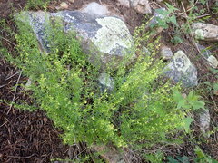 Galium fendleri