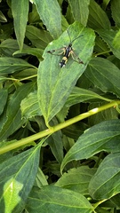 Synanthedon kathyae