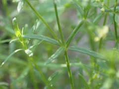 Galium fendleri