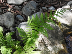 Amauropelta concinna