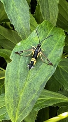 Synanthedon kathyae