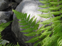 Amauropelta concinna