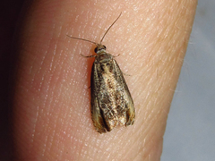 Olethreutes hamameliana