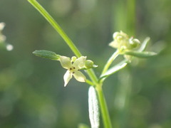 Galium fendleri