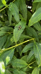 Synanthedon kathyae