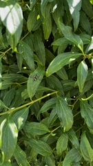 Synanthedon kathyae
