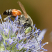 Μελισσοειδή - Photo (c) sylvester_k, μερικά δικαιώματα διατηρούνται (CC BY-NC), uploaded by sylvester_k