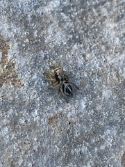 Habronattus coecatus