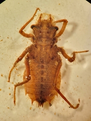 Neurocordulia alabamensis