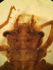 Neurocordulia alabamensis