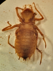 Neurocordulia alabamensis