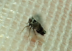 Criomorphus albomarginatus