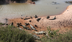 Caiman crocodilus crocodilus