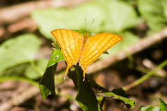 Marpesia harmonia