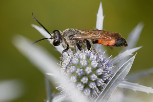 Golden Digger Wasp, photo 2 of 10
