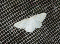 Idaea pallidata