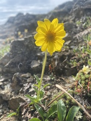 Arnica griscomii