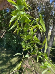 Salix babylonica tortuosa