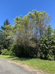 Salix babylonica tortuosa