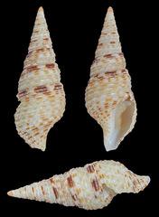 Iotyrris olangoensis