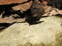Erynnis tristis tatius