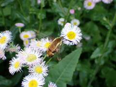 Hemaris aethra
