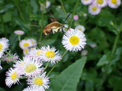 Hemaris aethra