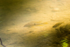 Thorichthys helleri