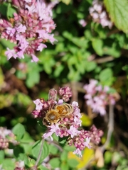 Apis mellifera