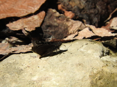Erynnis tristis tatius