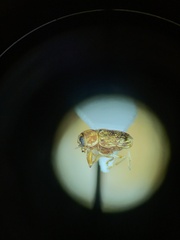 Pachybrachis diversus