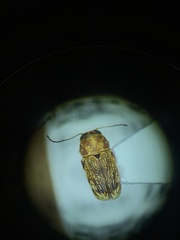 Pachybrachis diversus