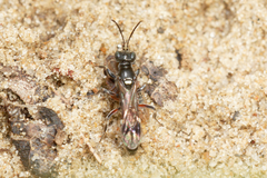 Alysson spinosus