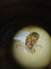 Pachybrachis diversus