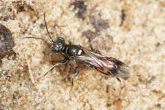 Alysson spinosus