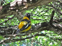 Icterus icterus