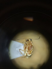 Pachybrachis diversus