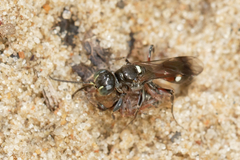Alysson spinosus