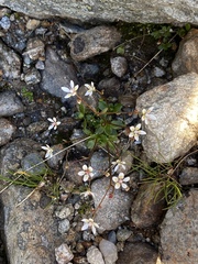 Micranthes stellaris robusta