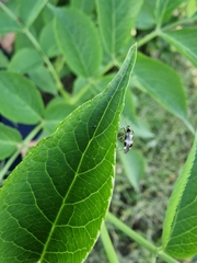 Liocoris tripustulatus