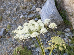 Peucedanum ostruthium