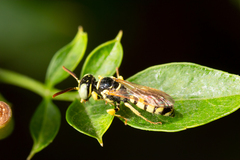 Philanthus ventilabris